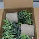 3 Pack Mini Potted Fake Plants Artificial Eucalyptus & Greenery Topiaries with 6 Butterflies,Artificial Plants for Shelf Desk Home Bathroom Farmhouse Room Coffee Table Decor
