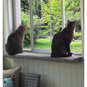 Purrched Cat Window Perch (29 Inch)