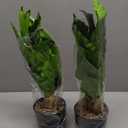 2 Pack Artificial Potted Plants, 16" Fake Plants Indoor in Black Pots for Home Bathroom, Office Desk, Shelf - Realistic Faux Greenery for Living Room, Kitchen, Farmhouse Decor