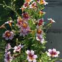 2 x 110+ PCS Chilean Morning Glory Seeds Mixed Color for Stunning Flowers Seed for Planting (EXP 11/25/26)