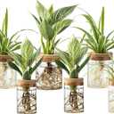 Plant Propagation Station,Hydroponic Glass Container Vase 2 Sizes Planter Propagated Jars for Desks, Houses, Garden Decorations,Home Kitchen Decorations and Gifts cu.20.5 (6pcs)