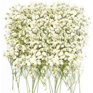 150Pcs Mini Dried Pressed White Babys Breath Flowers Bulk - Real Natural Flat Flowers for Epoxy Craft, Scrapbooking, Wedding Invitations, Home Decor, DIY Gifts for Crafters & Event Planners (150)