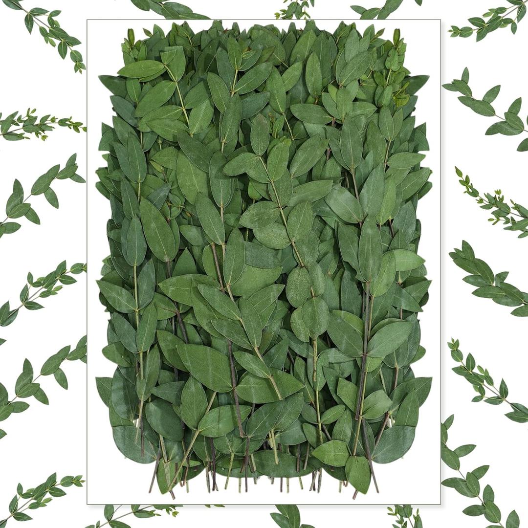 100 Pcs Pressed Dried Eucalyptus Leaves 6 Inch 100% Natural Preserved Real Eucalyptus Stems Dried Greenery for DIY Crafts Resin Art Invitations Scrapbook Card Gift Decoration (Green)