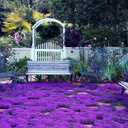 2 x 15000+ Creeping Thyme Seeds for Planting Outdoor-Perennial Magic Carpet Ground Cover Herb Plant in Your Home Garden Backyard Non-GMO (EXP 11/19/26)