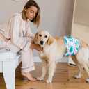 2 x MICOOYO Belly Bands for Male Dogs, 3 Pack Reusable Dog Diapers Male for Puppy Doggie, Washable Male Dog Wraps (S, Animals)