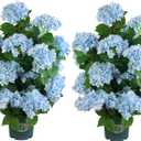 QIANYUN Faux Hydrangea Tree 30" Tall (2 Pack), Artificial Hydrangea Plant in Pot with Blue Flowers, Realistic Hydrangea Tree for Indoor Outdoor Porch, Patio, Home Decor
