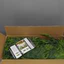 Christmas Decorations - Outdoor Christmas Tree - 2 Pack 3FT Artificial Norfolk Pine Tree - Xmas Decor for Home Indoor Outdoor Entryway Party Living Room Office Porch