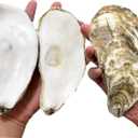 15 PCS Flat Oyster Shells for Crafts 5"-6" Flat Natural Oyster Shells Bulk for Home Decor Vase Filler-Sea Shells Handmade Arts and Crafts for Crafting Christmas Ornaments, DIY Painting