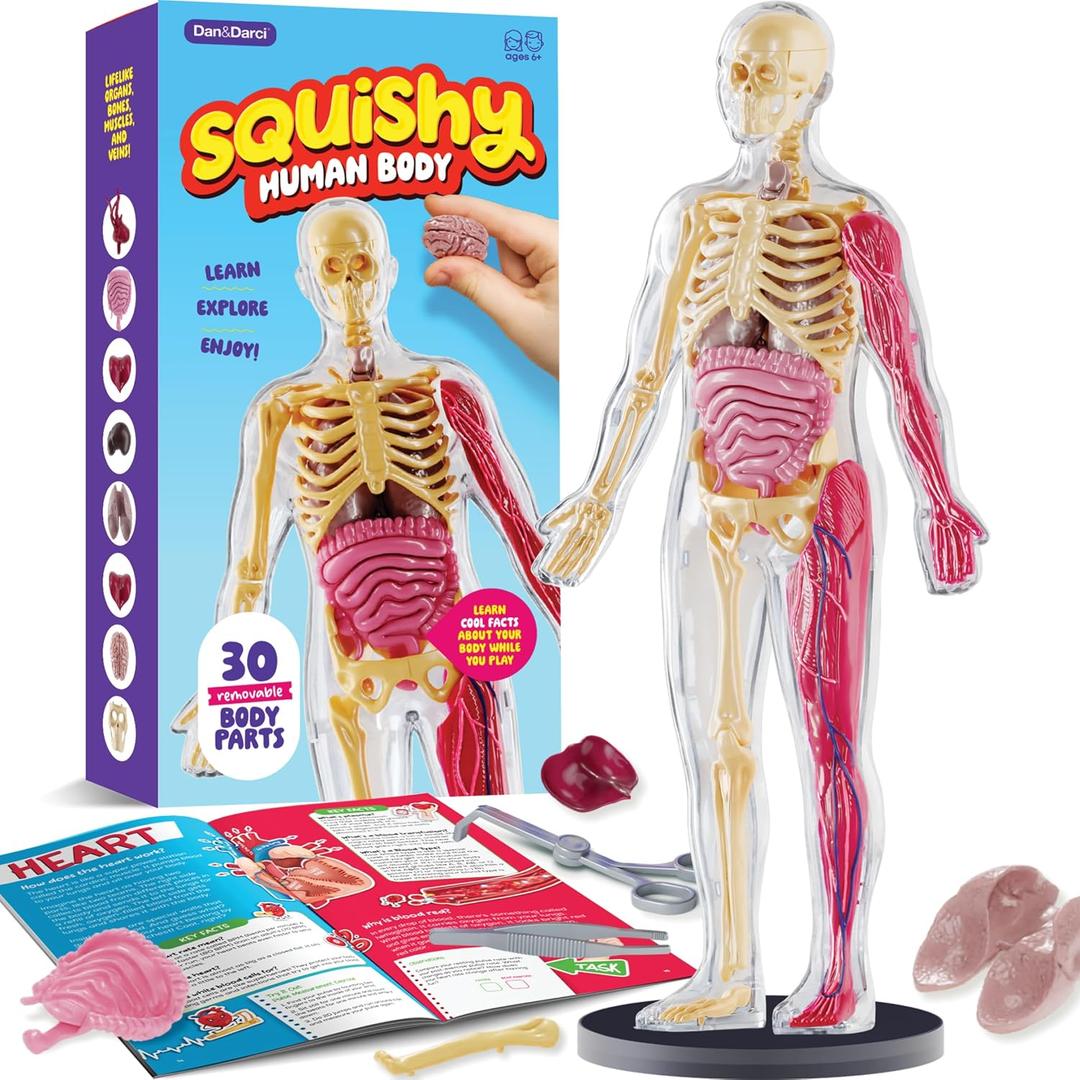 Dan&Darci Human Anatomy Squishy Body Model - Science Kits for Kids Ages 4-8 - STEM Toys for 4 5 6 7 8 Year Old Boy Birthday Gift - Learning Educational Toys for Ages 5-7 Boys Gifts - Skeleton Parts