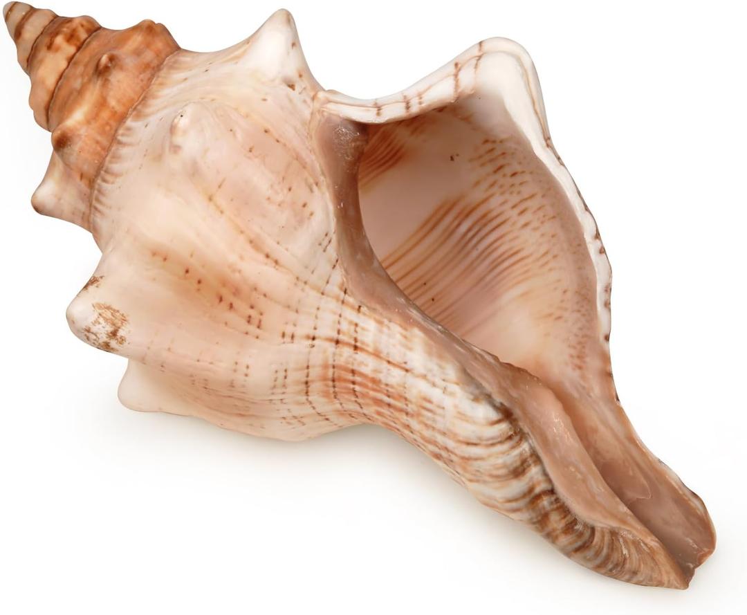 Giant Natural Conch Shell, Striped Fox Conch Seashell 6-7 inches, Large Sea Shell for Vase Filler, Air Plants, Wedding Decor Beach Theme Party