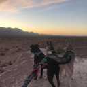 Triple 3 Way Dog Leash Extender Couple No Pull Tangle Free Elastic Trio Bungee Cord Stretchy Heavy Duty Nylon Lead for Small Puppy Pups Muti Dogs Walking Training