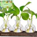 Plant Propagation Station, Plants Terrarium with Wooden Stand Bulb Glass Vase Planter Gift for Plant Lovers Home Office Decor