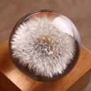 DESHINTKE Real Dandelion Specimen with Wood Round Base Paperweight Desktop Decor Decoration (Style2)