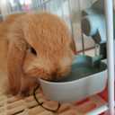 17oz No Leak Rabbit Waterer Feeder, No Drip Water Feeder Water Bowl for Guinea Pig Hamster Chinchilla Ferret Small Animal