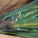 7.5FT Artificial Bird of Paradise Plant Tall,91”Fake Tropical Tree with 21 Banana Leaves and White Pot,Large Faux Silk Plants Indoor for Home Living Room Bedroom Hotel Office Decor