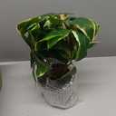 Oairse Artificial Plants Indoor Small Fake Plants in Pots Faux Pothos N Joy Potted Plant Fake Indoor Plants with Black Pots for Bathroom Living Room Office Desk Shelves