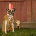 Elegant little tail Tanksgiving Dog Collar, Turkey Print Dog Collar Orange Pet Collars with Bowtie Metal Buckle Cotton Girls Boys Adjustable Pet Collars for Large Dogs (Large (Pack of 1))