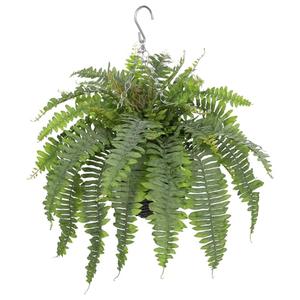 Artificial Fern Hanging Basket Plant 25" Boston Ferns 31 Leaves Greenery Plants with Rattan Pot for Outdoors & Indoor Fake Fern Bush Plant in Pot for Patio Entrance Porch Garden Decor Dusty Green