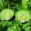 5 x Seeds Crisphead Lettuce Iceberg Green Salad Buttercrunch Heirloom Vegetable Non GMO, BBD 2029