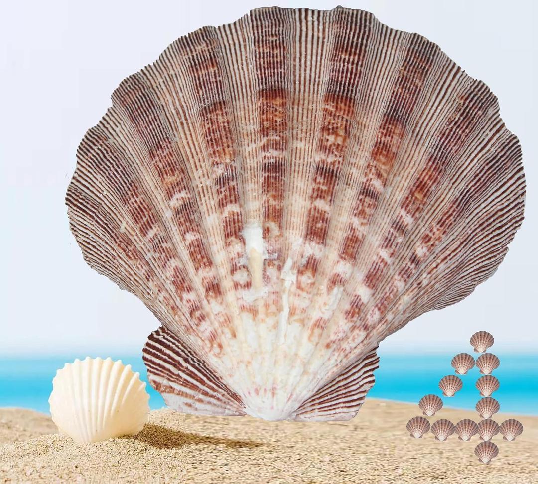 4 Pcs Polished Large Great Scallop Sea Shells 5~6 Inch,Brown Lion's Paw Baking Shells,Ocean Beach Seashells Perfect for Home Decoration, Art Craft, Vase Filler Fish Tank