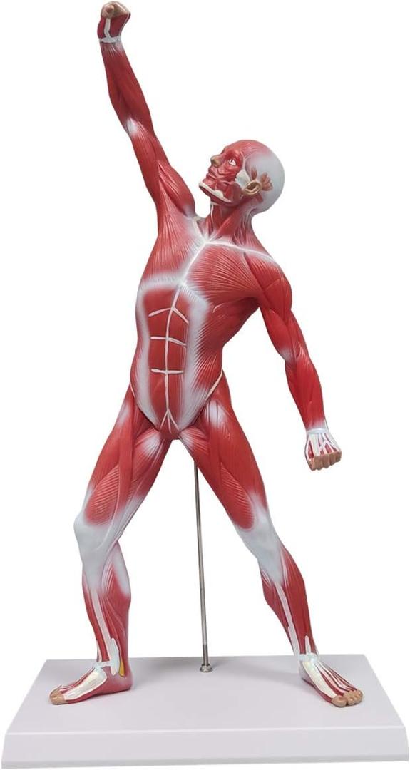 Ultrassist Human Anatomy Muscle Model, 20 Muscular System Figure, Professional Human Muscular Structure for Medical Training and Clinical Demonstration