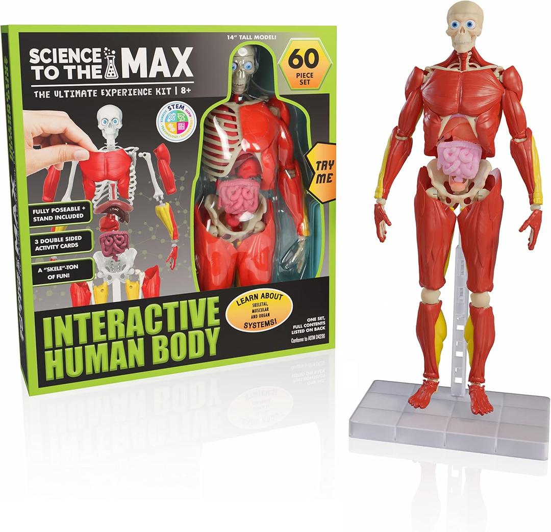 Be Amazing! Toys Interactive Human Body - 60 Piece Fully Poseable Anatomy Figure  14 Tall Model - Anatomy Kit  Removable Muscles, Organs,Bones STEM Toy  Ages 8+ (Extra Large)