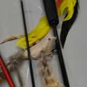 MeoHui Cat Toys for Indoor Cats, Interactive Cat Toy 2PCS Retractable Wand Toy and 9PCS Cat Feather Toys Refills, Funny Kitten Toys Cat Fishing Pole Toy for Bored Indoor Cats Chase and Exercise