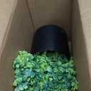 Set of 2 Artificial Boxwood Topiary Trees for Front Door  Faux Realistic Greenery Potted Plants, Fake Outdoor UVResistant Bushes with Pots for Porch,Farmhouse,Home,Garden Decor