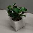 AlphaAcc Artificial Plants Potted Real Looking Small Faux Plant with Rustic Black Cement Planter for Kitchen Office Desk Bookshelf Decor (Ficus Plant)