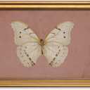 InSimSea Gold Framed Canvas Prints Wall Art, Vintage Bathroom Decor, Classical Moody White Butterfly Paintings Farmhouse Wall Decor Aesthetic, Retro Pictures for Bedroom Living Room Shelf, 12x16inch