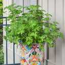 Bonnie Plants Citronella, Live Plant, 2.32 qt. 2-Pack