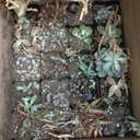 Shop Succulents Assorted Succulent Plant Pack Collection - Live Mini Succulent Plants, Low Maintenance, Mixture of Colors & Textures - Wedding and Party Favors, Gift & Garden, Pack of 20