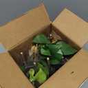 Plentiful Pothos & Philodendron (6-Pack), Pothos Live Plant Decor, Office Plants, Real Plants, Easy Indoor Plant, House Plants Indoors Live Plants Indoor Plants Live Houseplants by Plants for Pets