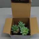 Der Rose 3pcs Fake Succulents Plants Artificial for Black Bathroom Bedroom Home Living Room Halloween Decor Aesthetic Indoor