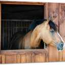 YIOZHAOFH Horse Wall Art Gift for Horse Lovers Animal Photo Cute Little Pony Canvas Art Decor Sunflower Office Pictures Posters Ready to Hang(16" L x 24" W)