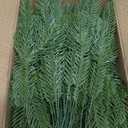 Hananona 50 Pcs Artificial Pine Branches Green Plants Pine Needles DIY Accessories for Garland Wreath Christmas and Home Garden Decor (50, Green)