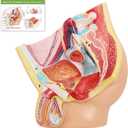 Merinden Male Pelvis Reproductive Anatomy Model, Life Size Pelvis Model on Baseboard, 5-Parts Pelvis Organ Model with Muscular, Urinary, and Reproductive System, Detailed Product Manual