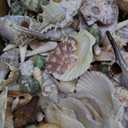 Fangoo 1.5 LB Mixed Sea Shells, 130+ PCS Beach Seashells Starfish Oyster Shells Various Sizes Ocean Seashells for Fish Tank Vase Fillers Beach Theme Party Wedding Decor DIY Crafts Home Decorations (Colorful-1)