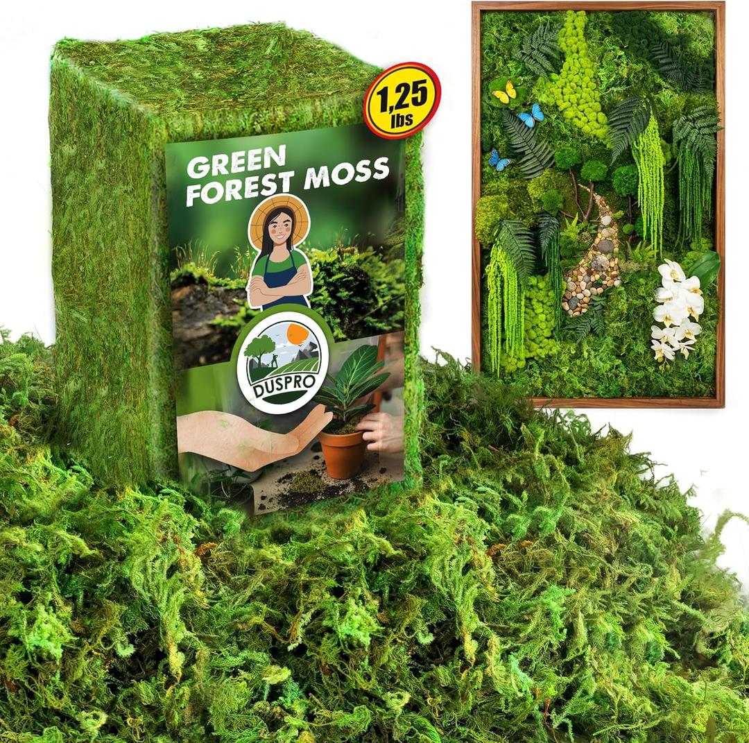 [Upgraded] DUSPRO Green Moss for Crafts, Real Forest Moss Potted Plants, Decorative Mosses for Table Centerpieces Wedding, Easter Day Decoration, Indoor Planters, DIY Project (1.25 Lbs)