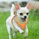 Premium Chihuahua Harness and Leash Set - Ultra-Comfy & Secure Dog Harness for Chihuahua