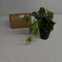 LOYWREE Artificial Scindapsus Aureus Fake Pothos Plants in Black Pots - Realistic Faux Indoor Greenery for Home, Office, Desk, Shelf, Living Room, Bedroom, Balcony, Patio & Garden Decor