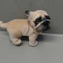 BABOLI Lifelike Frenchie Dog Stuffed Animal Super Realistic Plush French Bulldog Doll Puppy Plushies Toy Funny Gifts for Kids Present or Stuff Collection 9 Inches