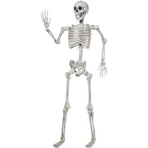 JOYIN 5.6 FT Halloween Posable Life Size Skeleton Full Body Realistic Bones with Movable Joints for Halloween Indoor and Outdoor Decoration Props Spooky Scene Party Decorations (White)