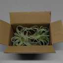 2 PCS Artificial Succulents Plants Real Touch Lifelike Succulants Plants Faux Greenery Plants Garden DIY Home Office Decoration Ornament (Flocking Air Plant)