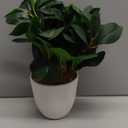 Briful Artificial Plants Mini Camellia Potted Fake Plants Small Faux Plastic Plants Desk Plant Artificial Flowers with Vase for Home Office Desk Kitchen Garden Indoor Decor (Style #3)