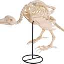 JOYIN Vulture Skeleton Halloween Decorations 19.7 inch Posable Animal Skeletons with Movable Joints for Indoor Outdoor Yard Garden Lawn Photo Props Decor, Trick or Treat, Spooky Scene Party Favors