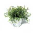WHW Whole House Worlds Realistic Faux Baby Thyme, Potted Plant, Houseplant, Kitchen, Lushly Leafed, White Pot, Plant Diameter is 6 Inches, Height is 9 3/4 Tall, Greenery