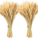 200 Pcs Dried Wheat Stalks, Dried Flowers Natural Wheat for Home Kitchen Office Flowers Arrangement Wedding Table Christmas Farmhouse Boho Party Fall Dcor