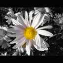 Natural Acts Of Kindness: Novella