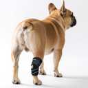 Dog Leg Braces for Rear Leg & Ankle Support - Adjustable Double Strap Brace for Senior Dogs | ACL, Ligament Injury Recovery & Hock Protection (Medium)